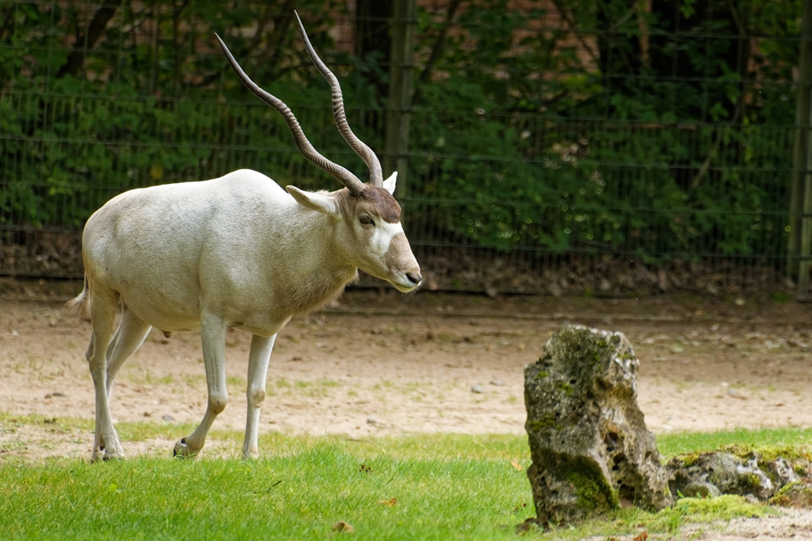 Mendesantilope