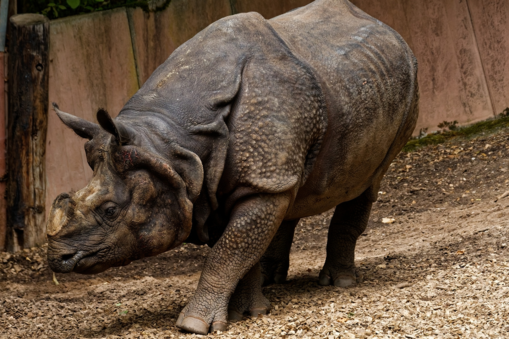 Nashorn