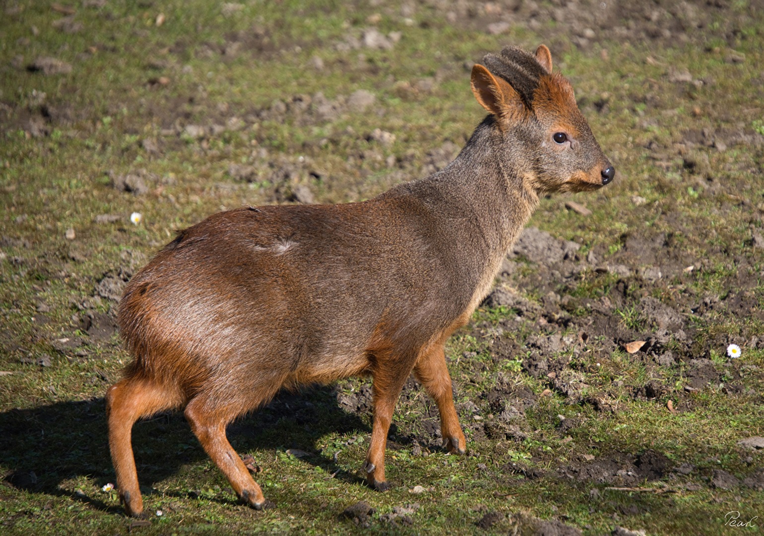 Passt auch in die Handtasche: Pudu