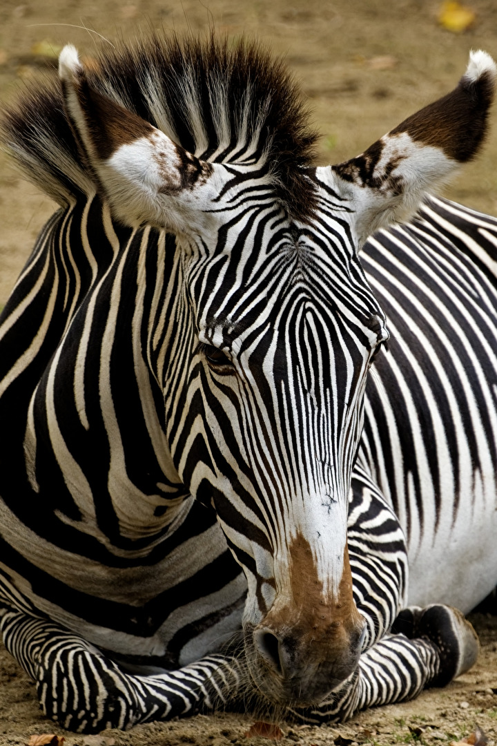 Zebra