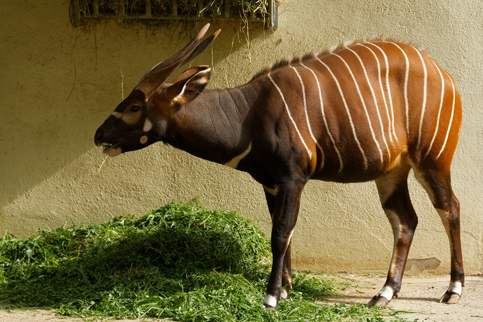 Bongo