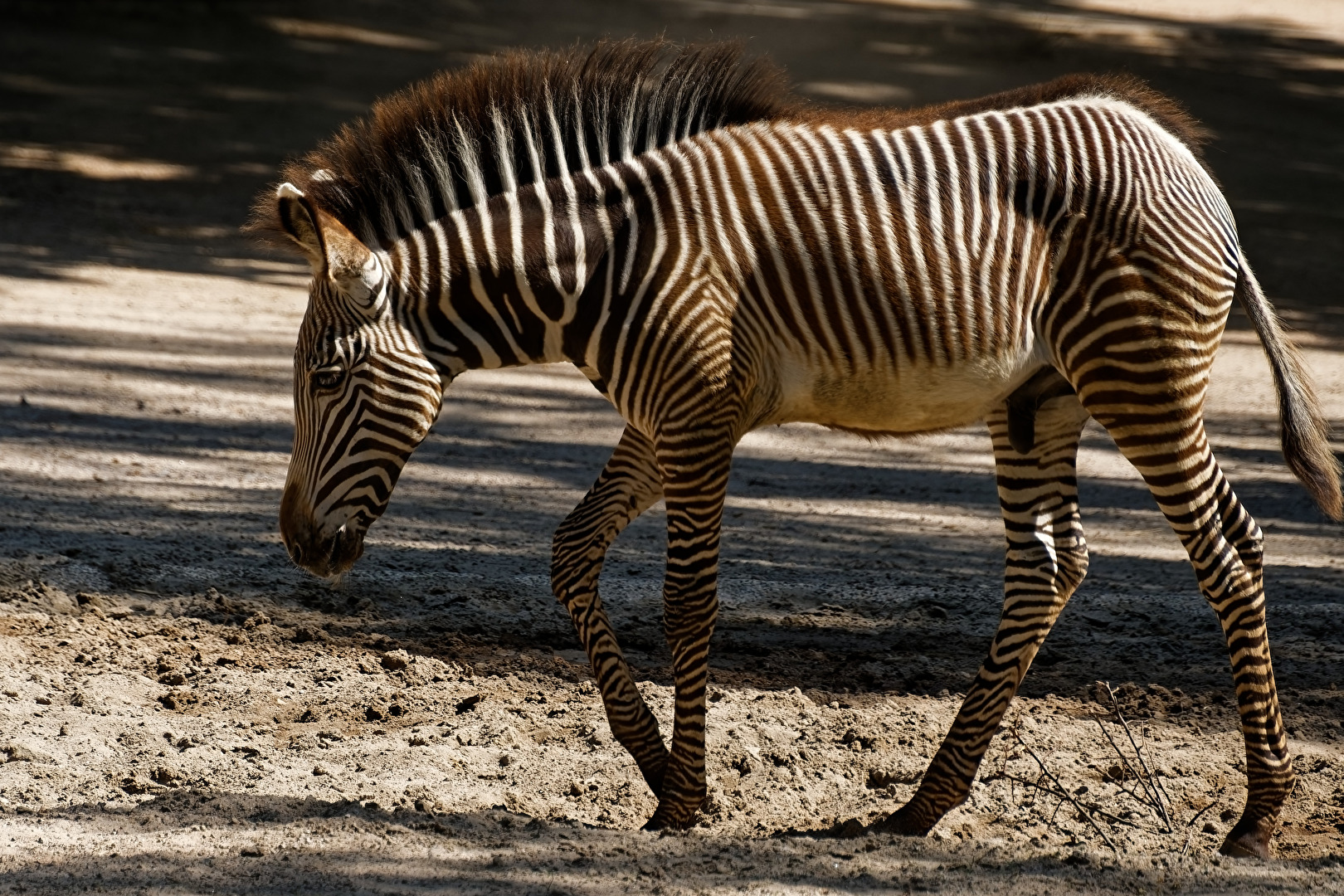Zebra