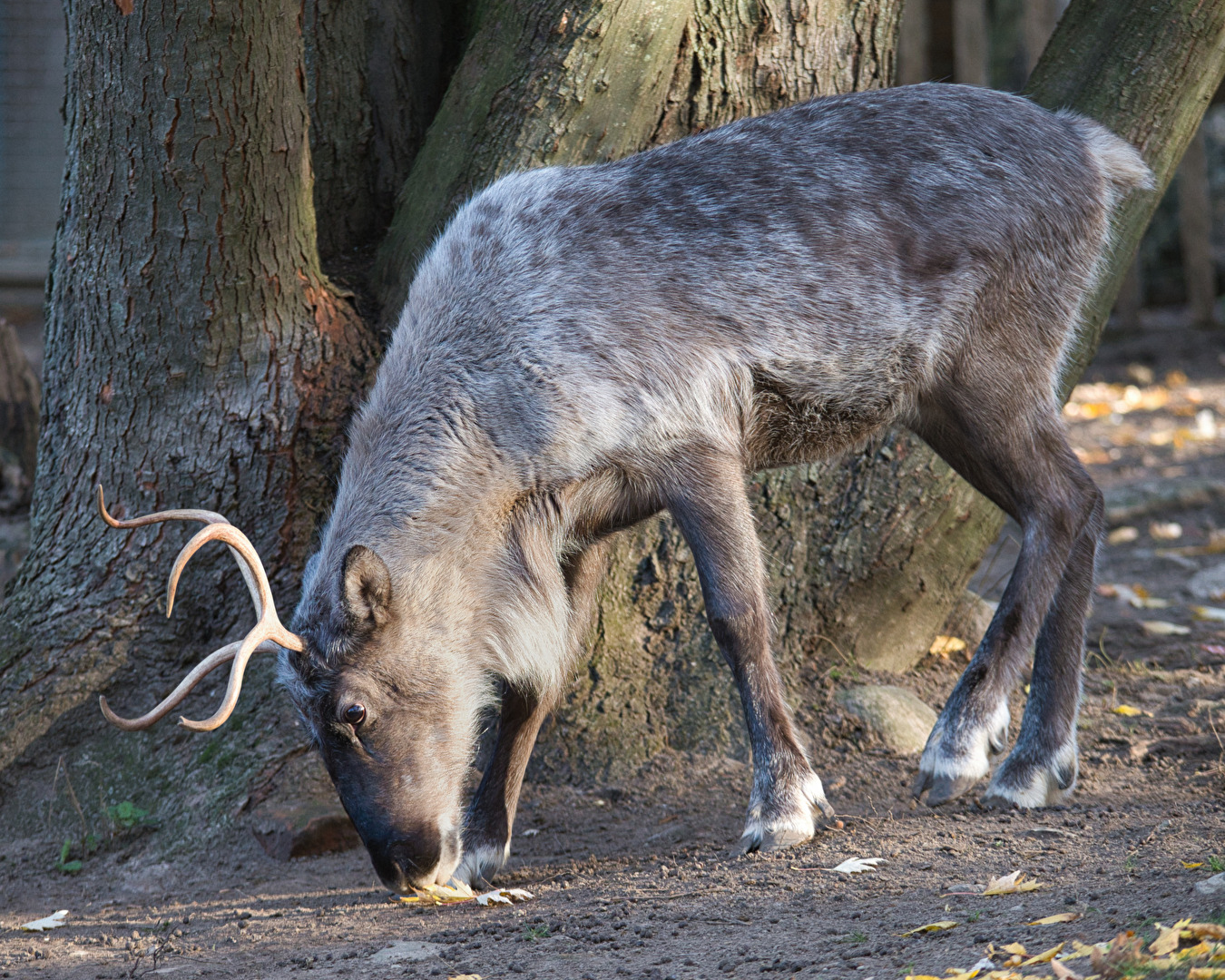 Nach Essbarem suchend.