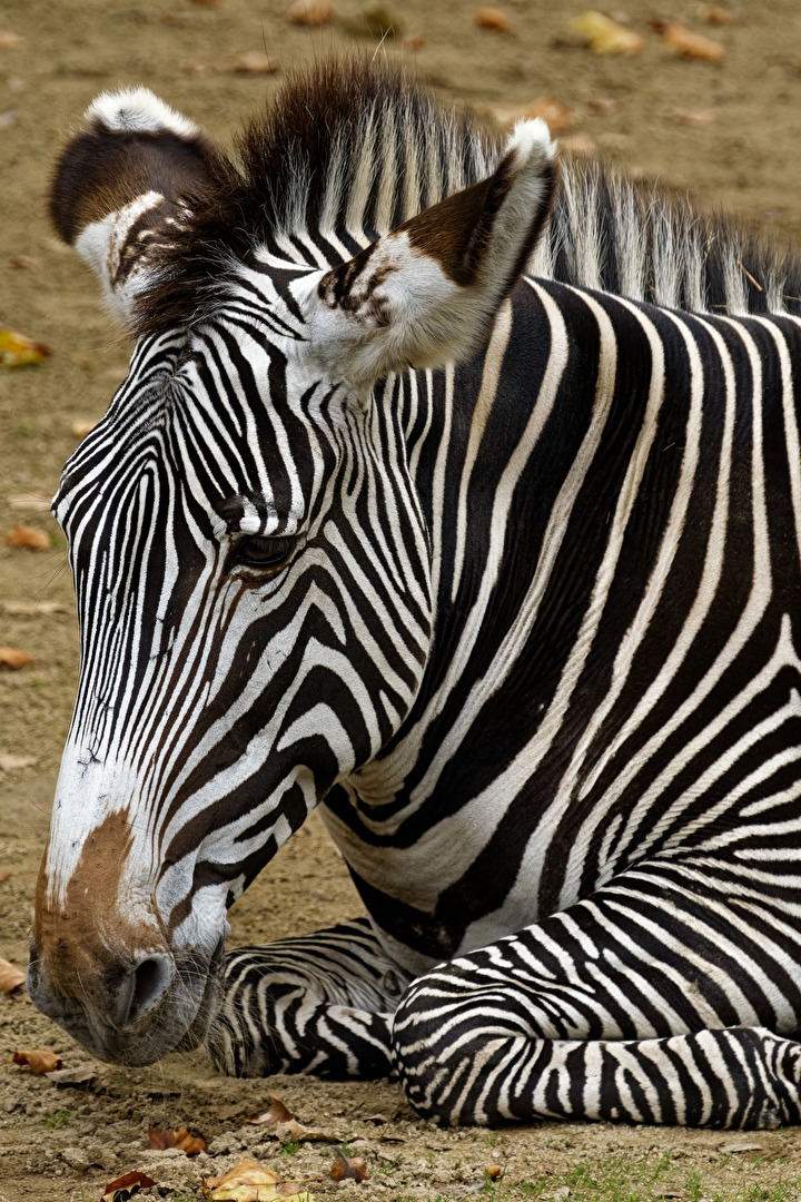 Zebra