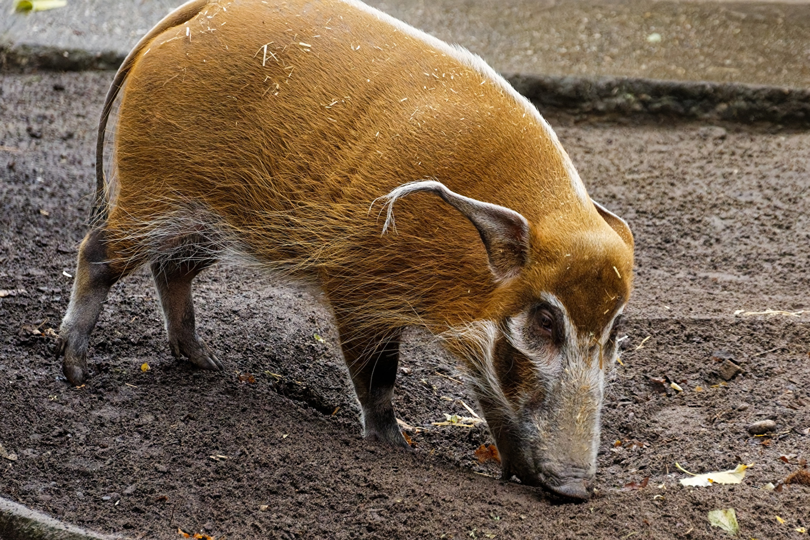 Pinselohrschwein
