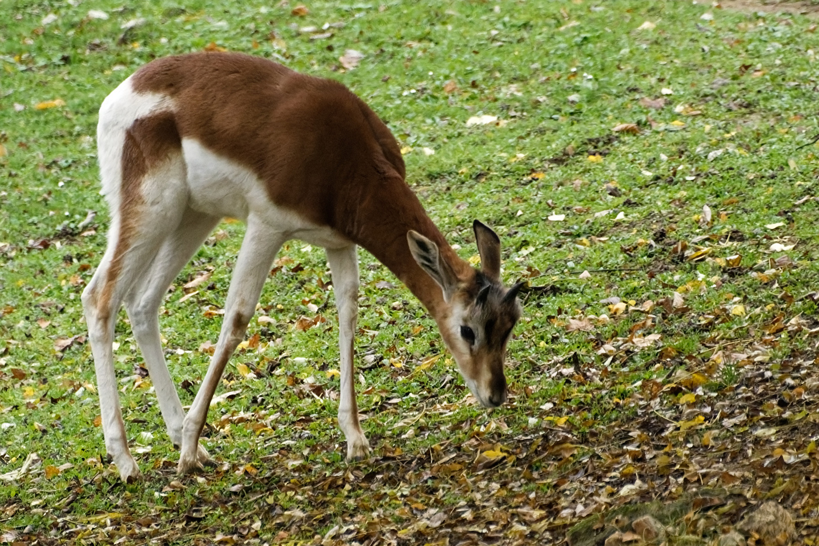 Mhorrgazelle