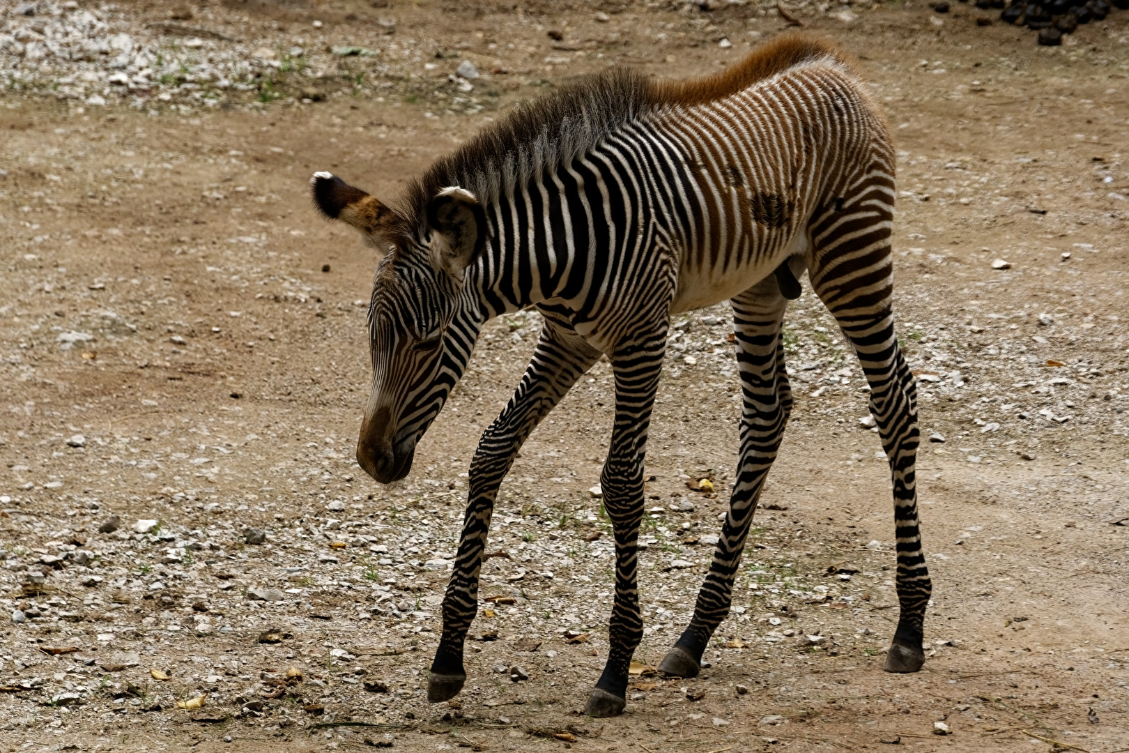 junges Grevy-Zebra