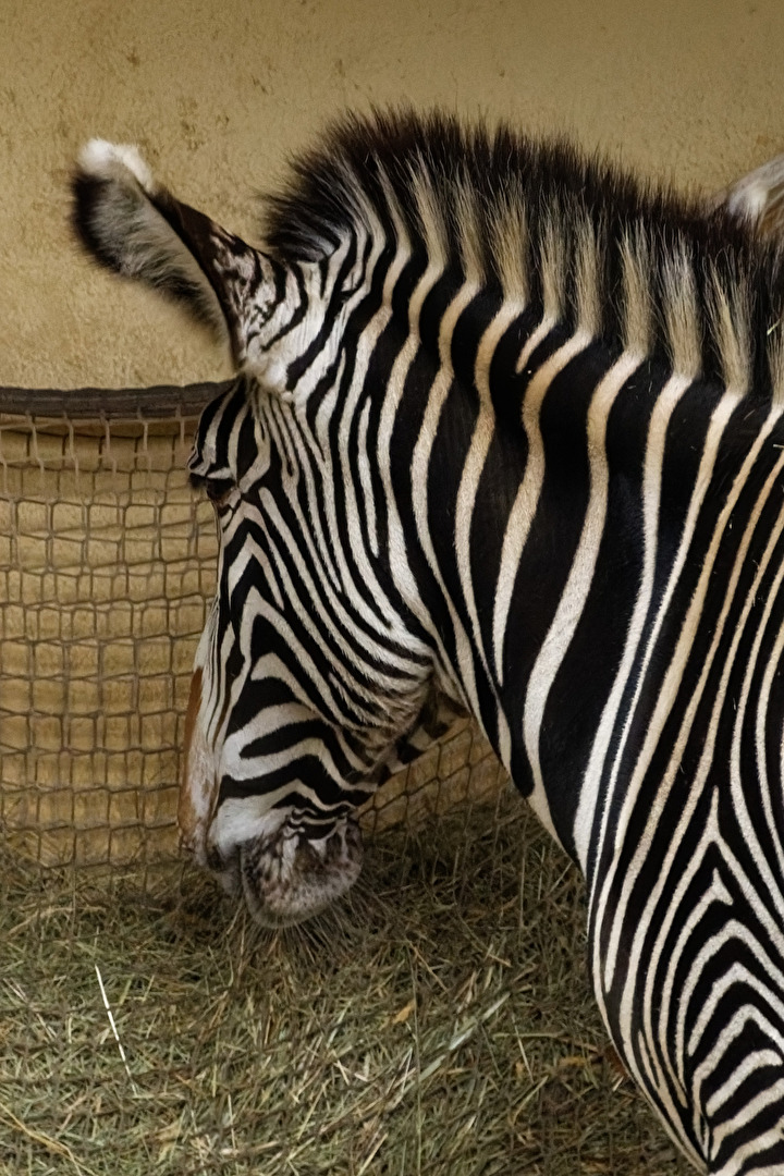 Zebra