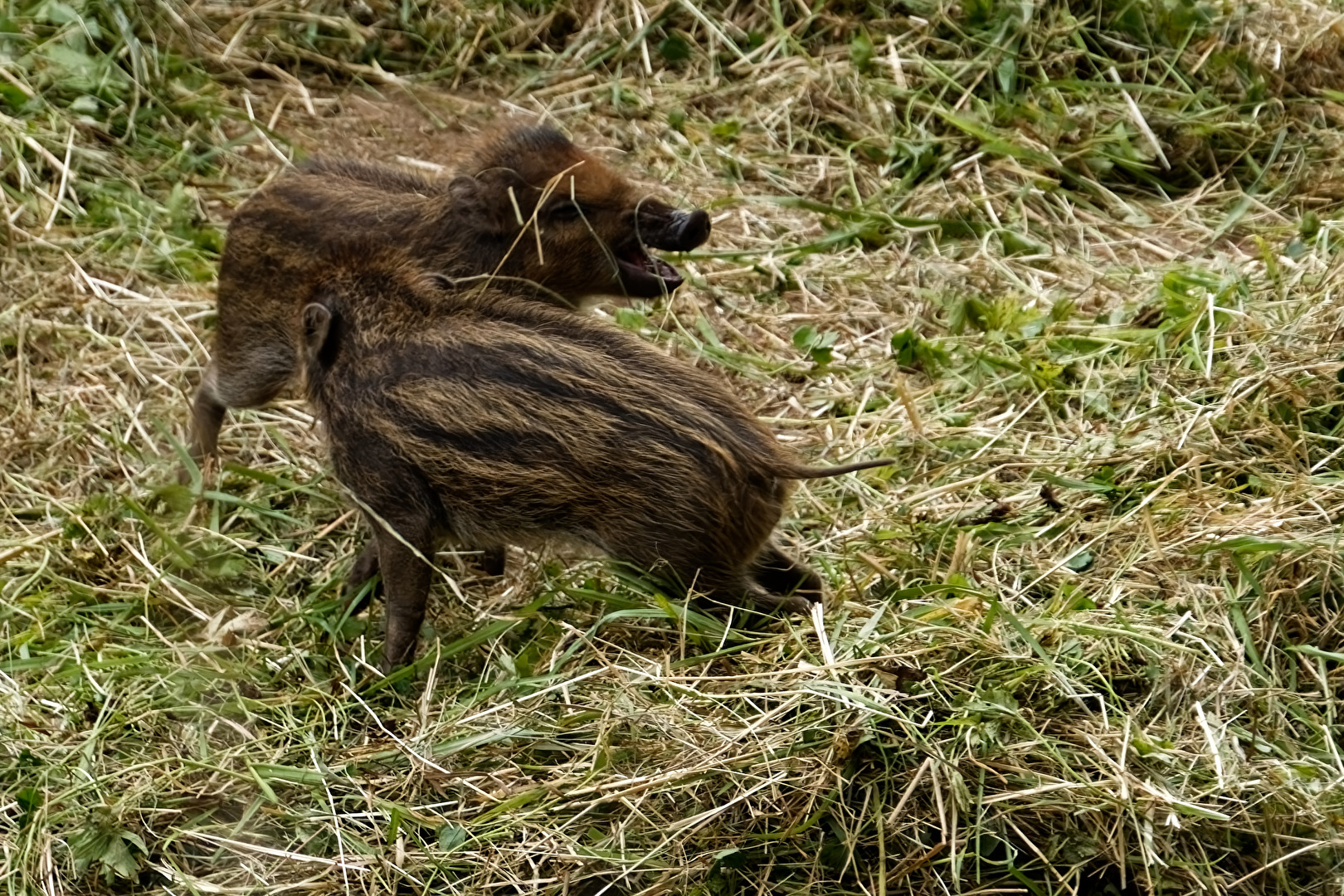 Visayas-Pustelscheine