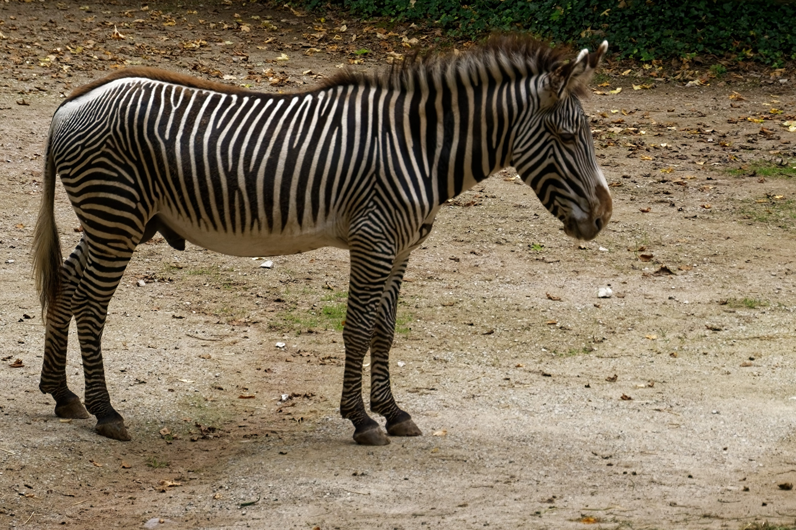 Grevy-Zebra