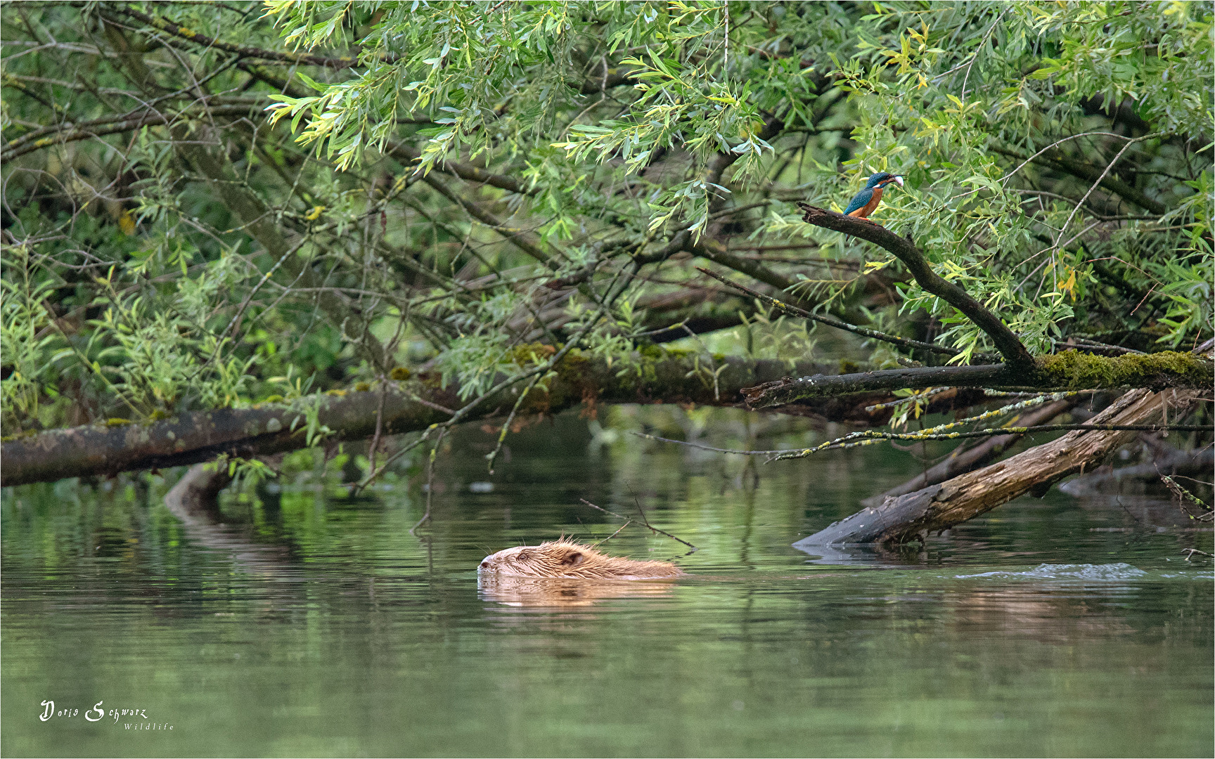 Aller guter Dinge sind drei...