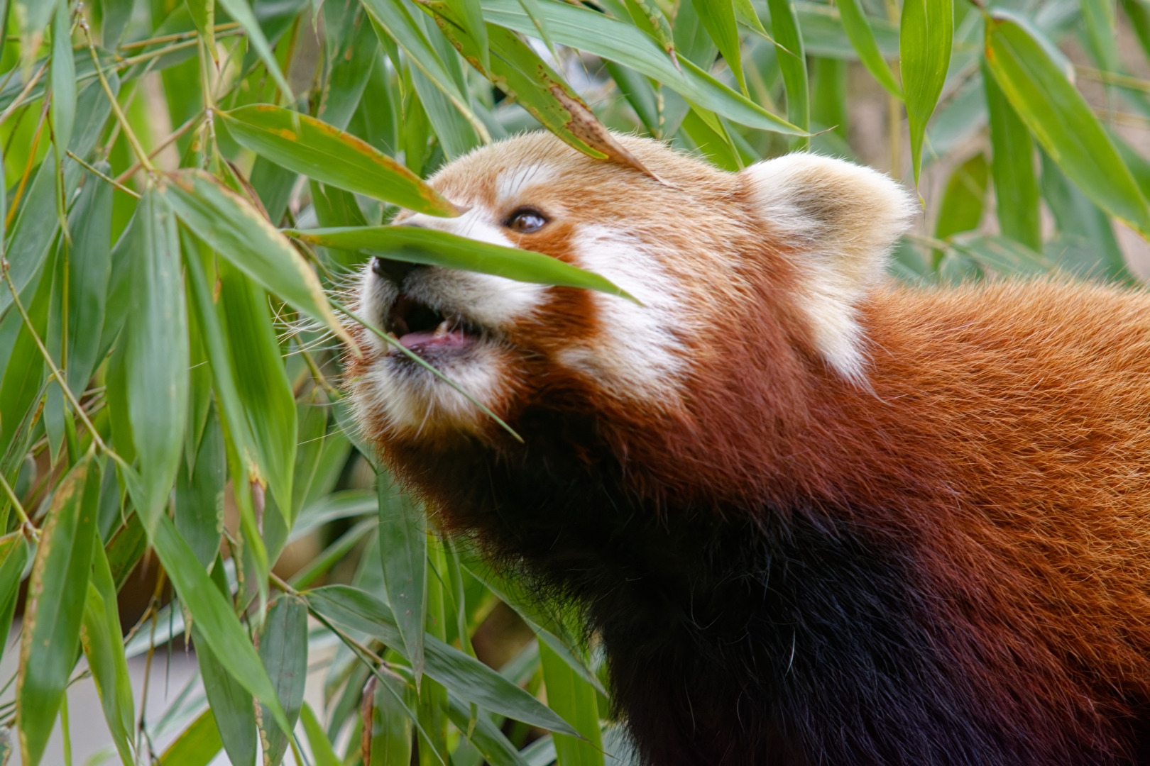 Roter Panda