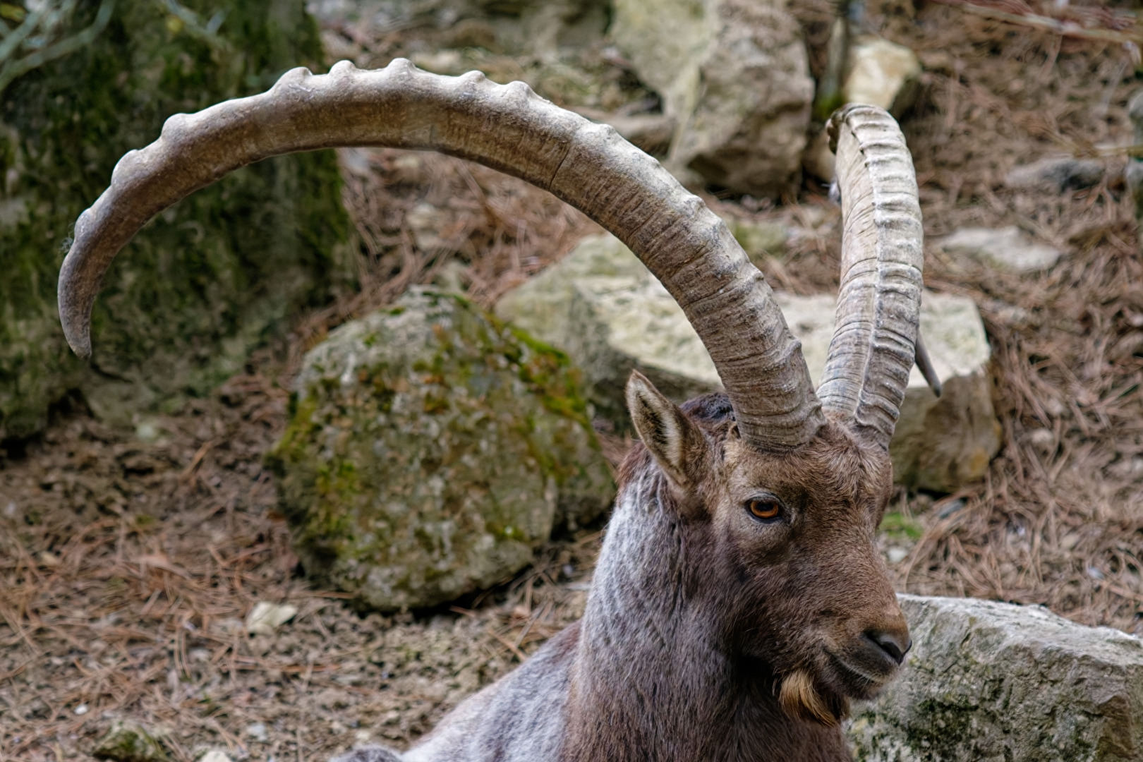 Alpensteinbock