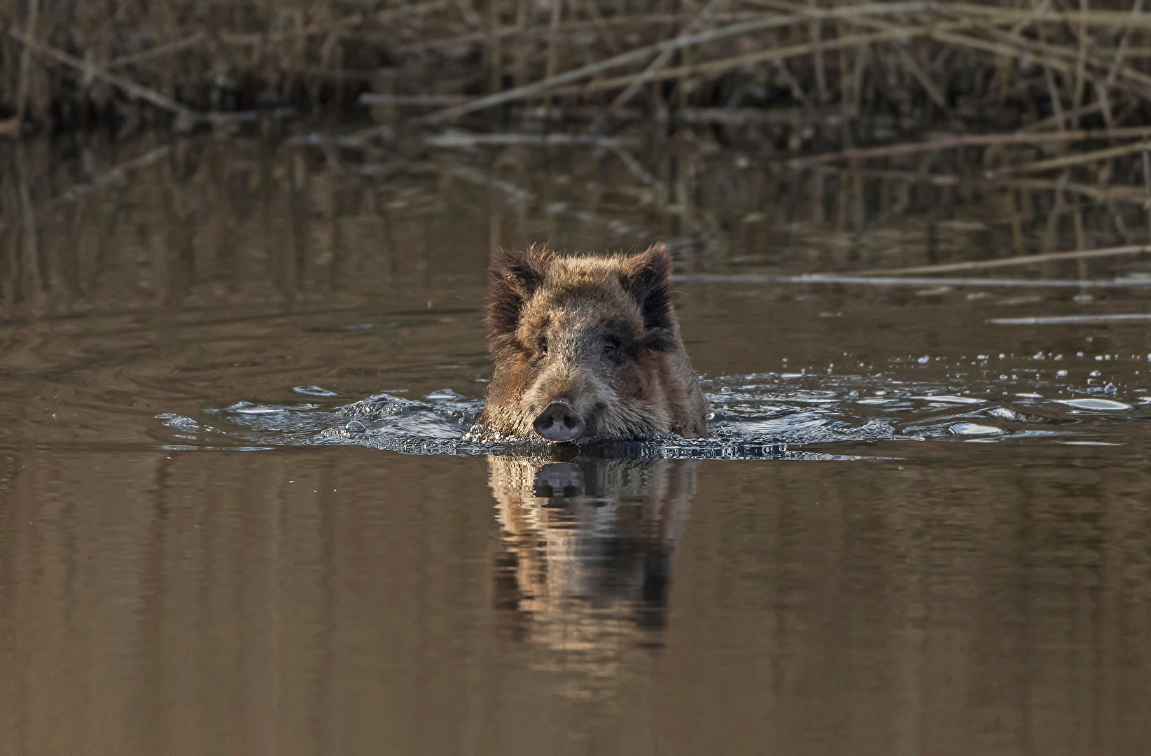 Wildschwein Begegnung