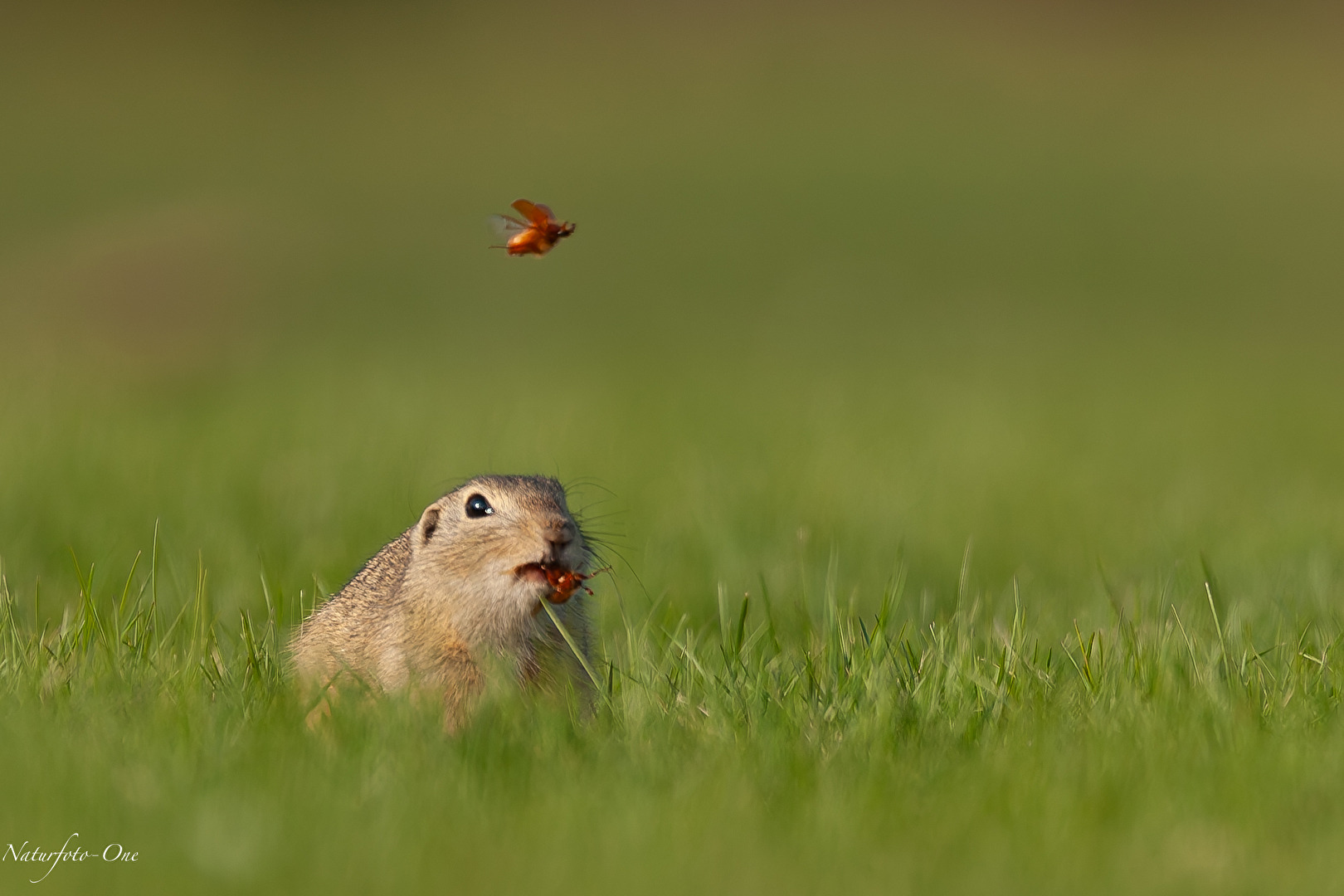Meal time
