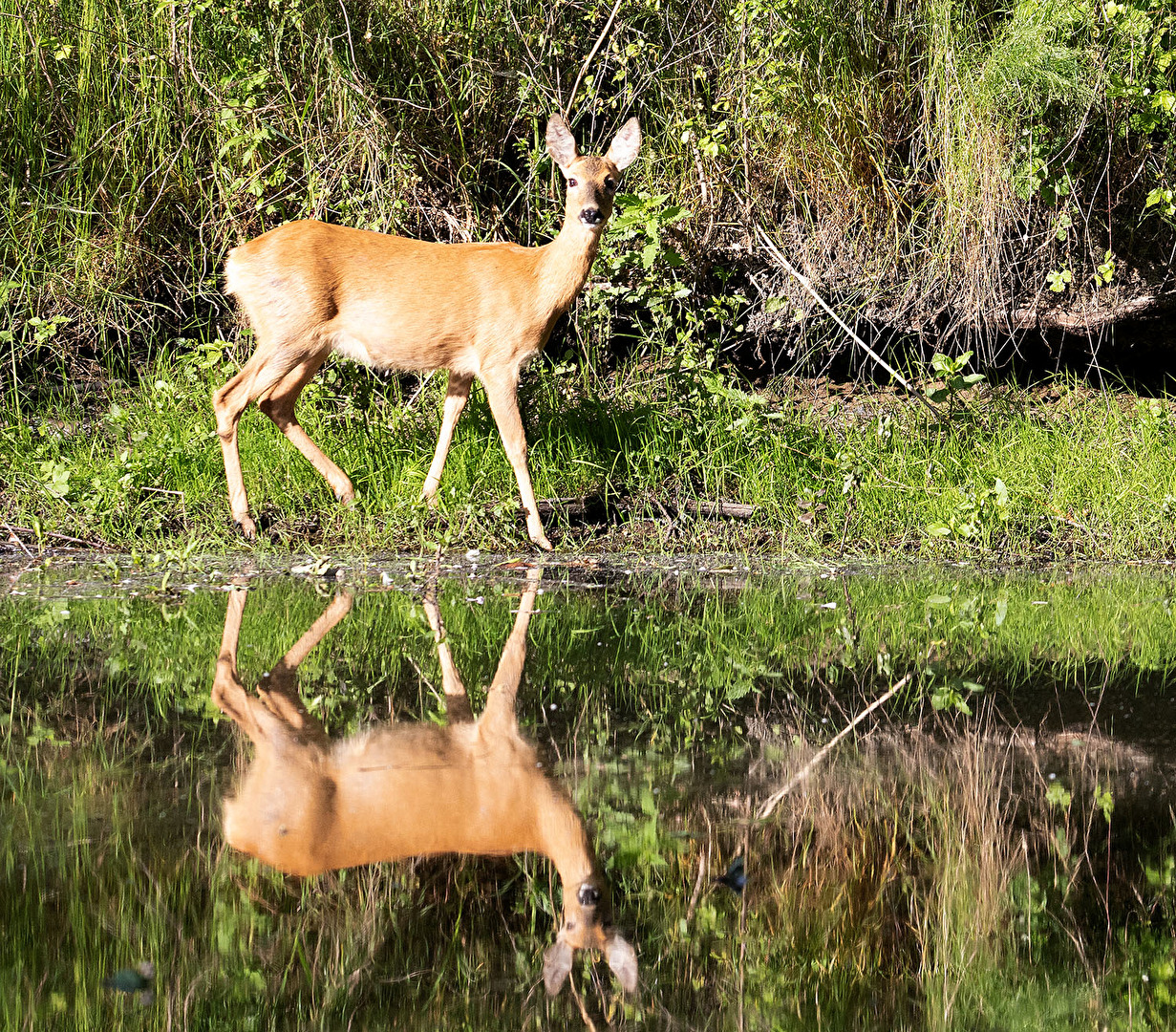 in der frühen Morgenstunde