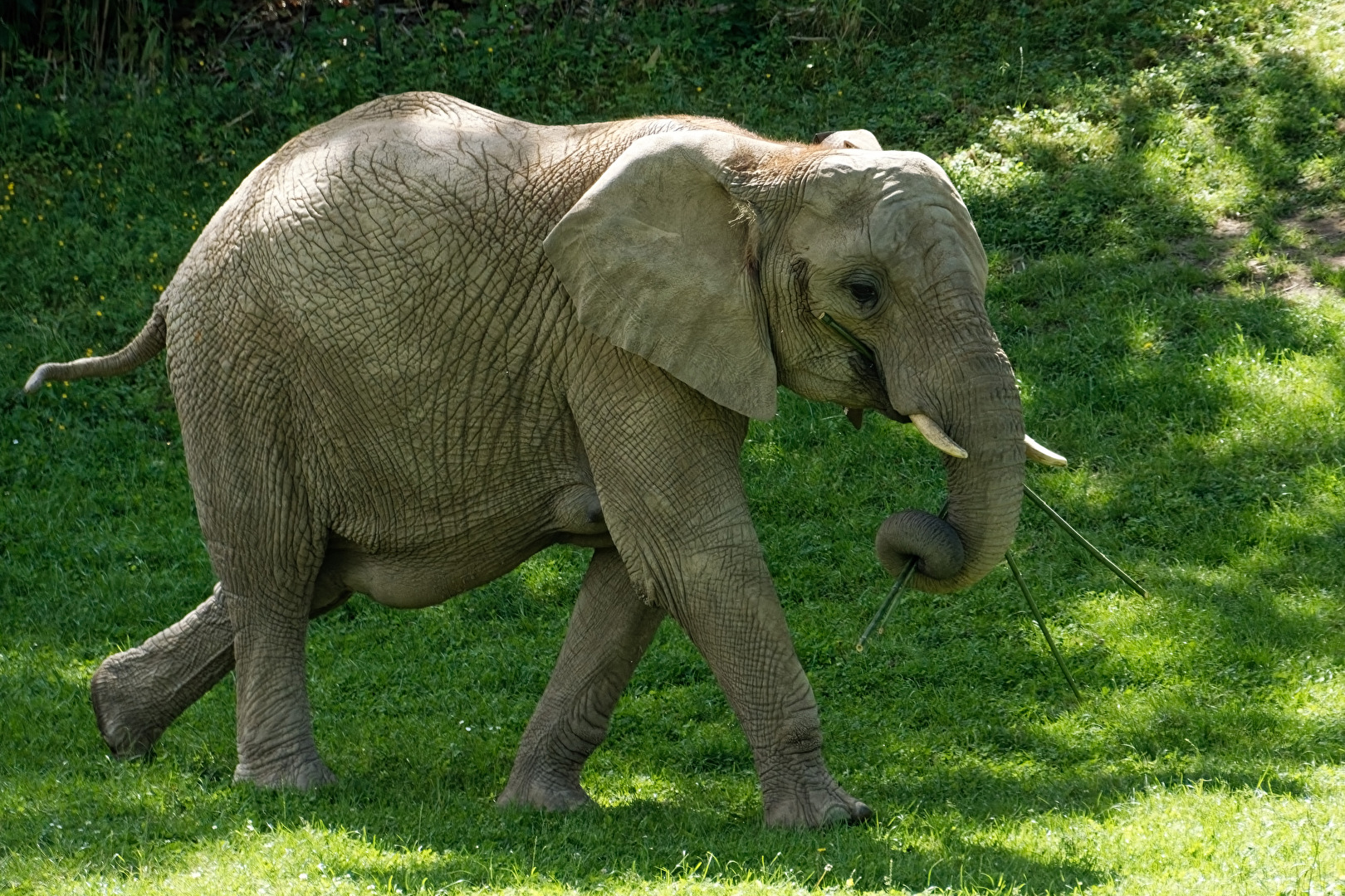 junger Elefant