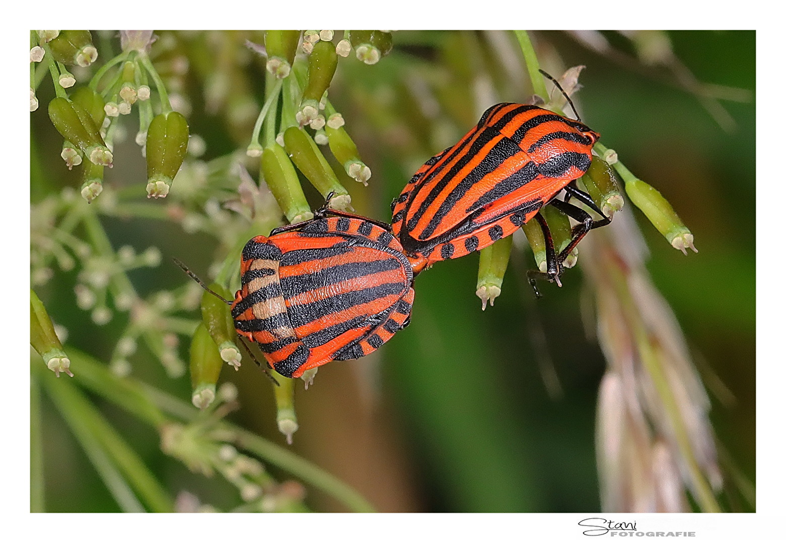 Artenvielfalt beginnt in Deinem Garten