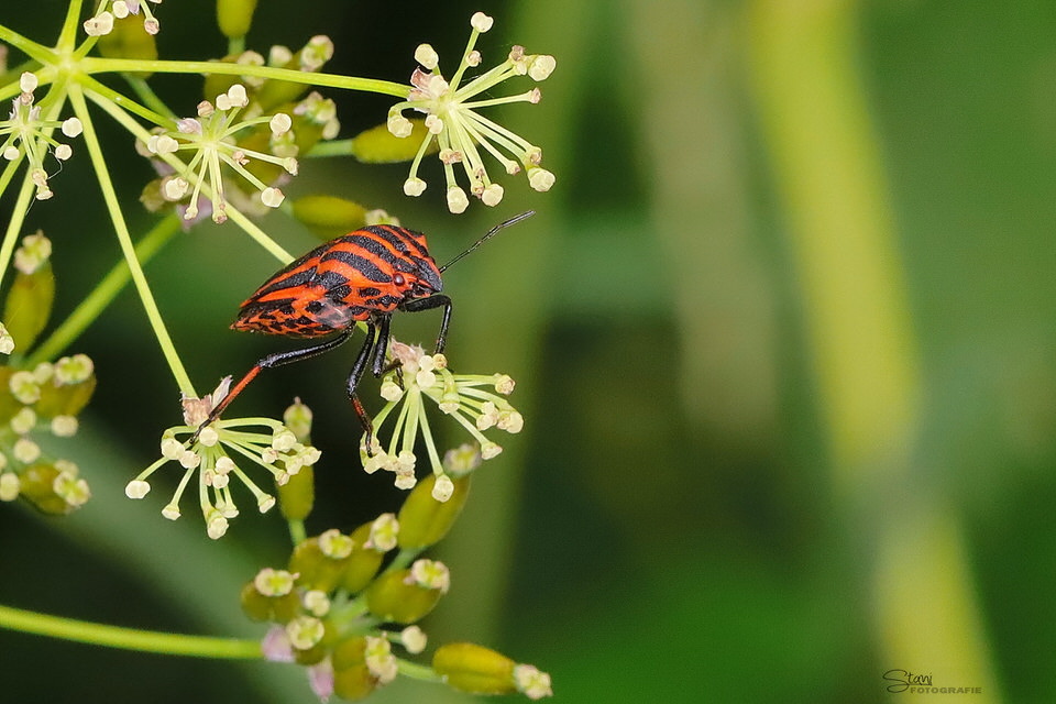 Suche nach einem Date...