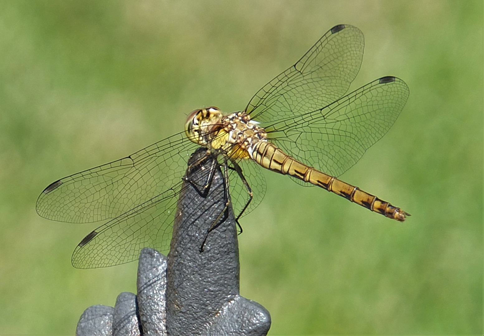 Insekten & Spinnen