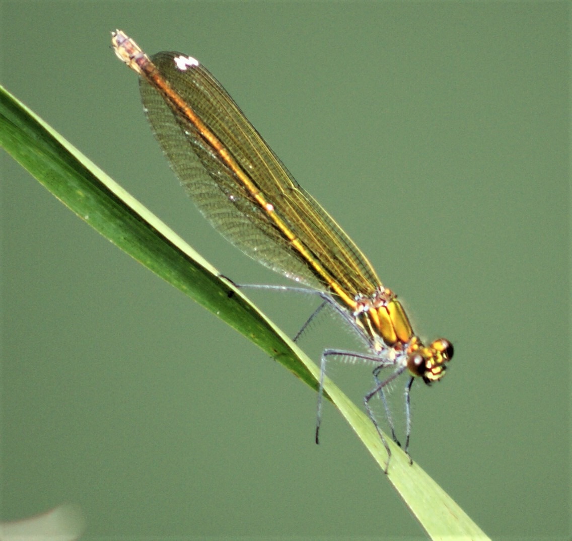 Insekten & Spinnen