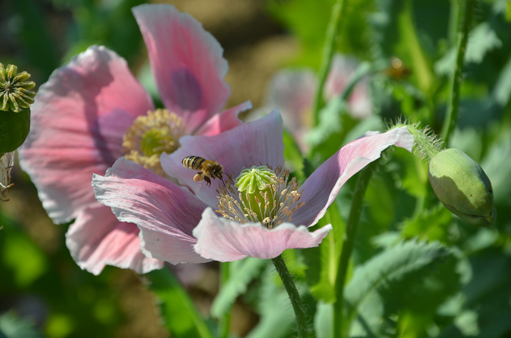 Insekten & Spinnen