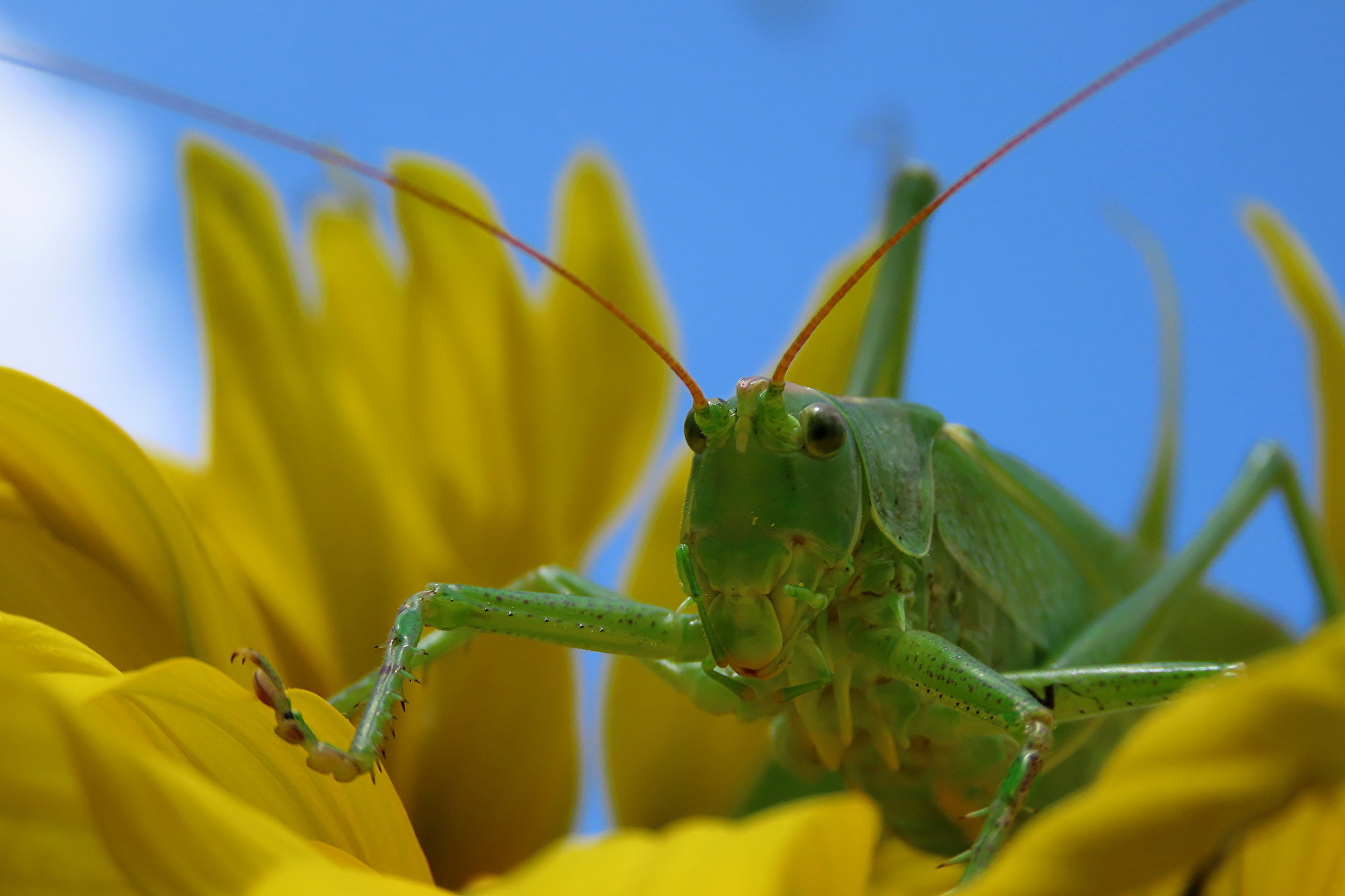 Insekten & Spinnen