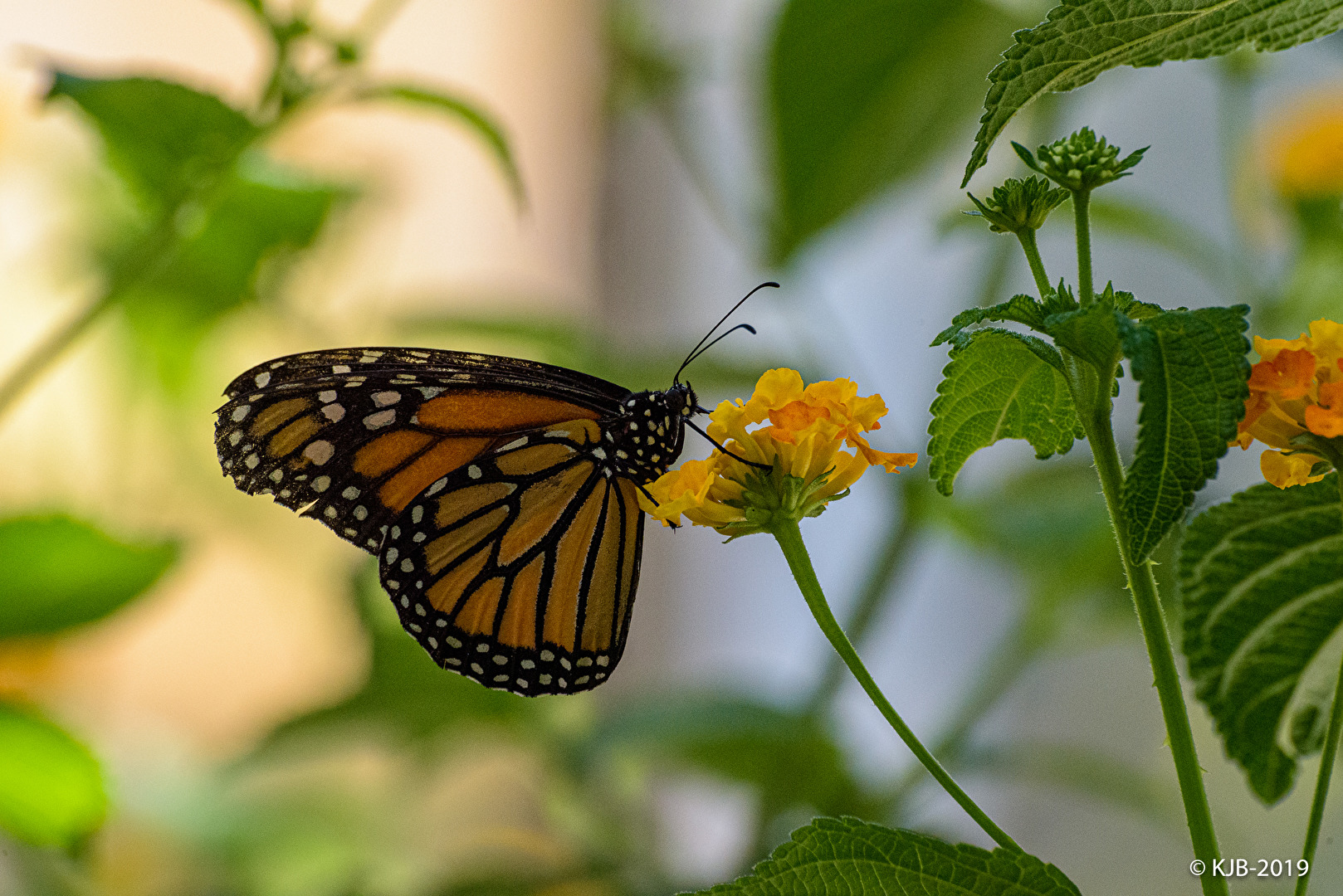 Insekten & Spinnen