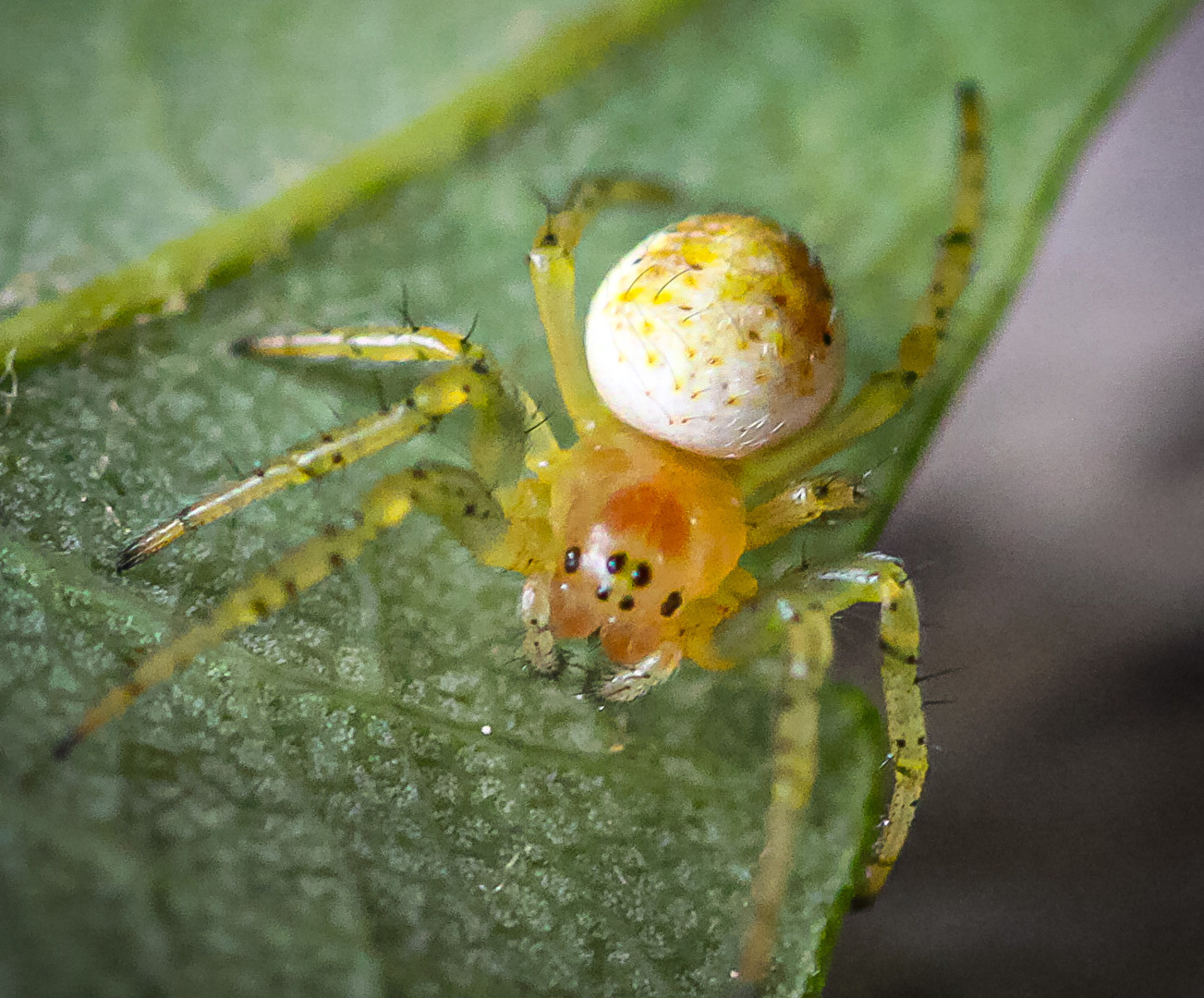 Insekten & Spinnen