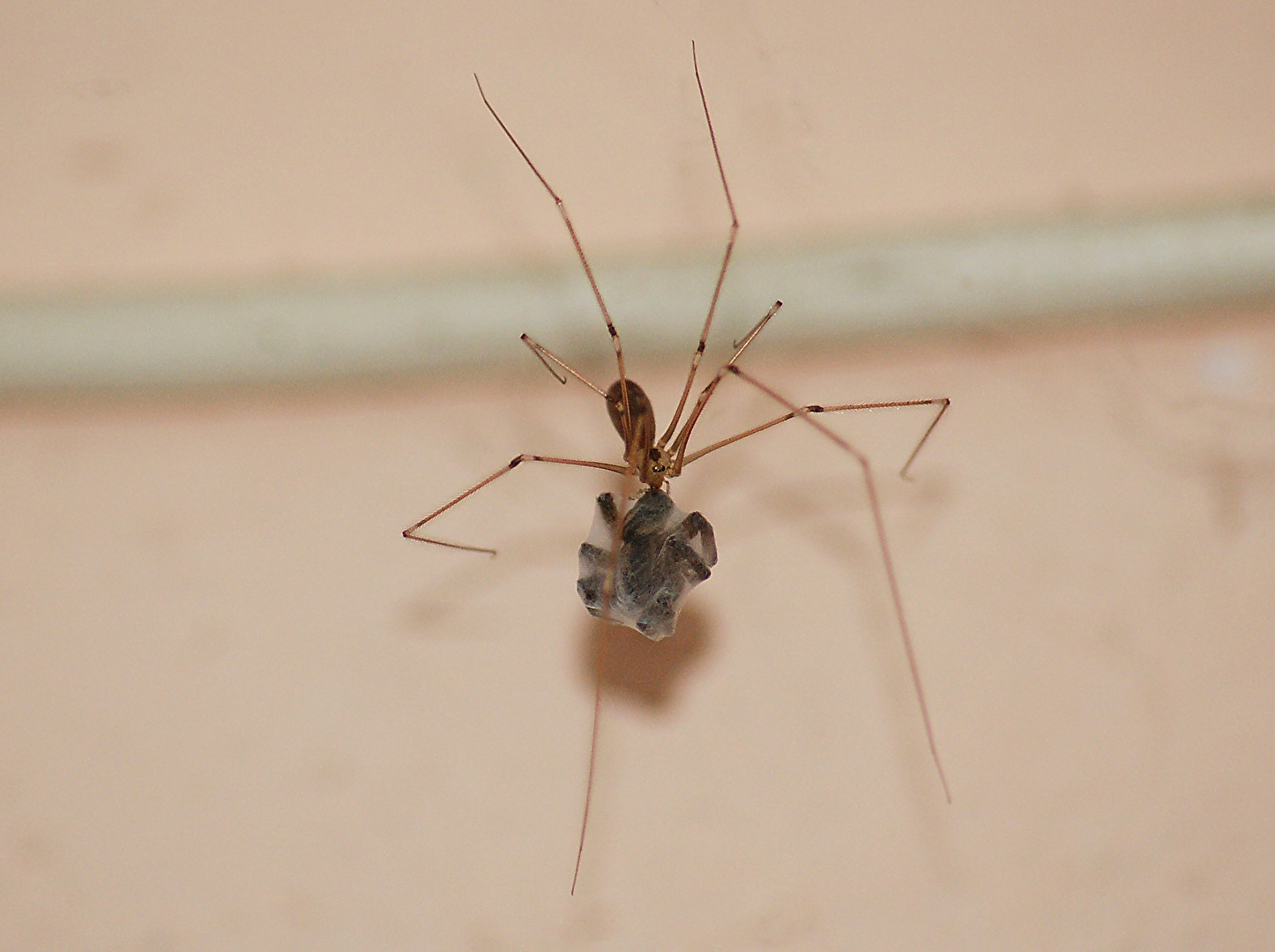 ich habe meine Verwandtschaft zum fressen gerne