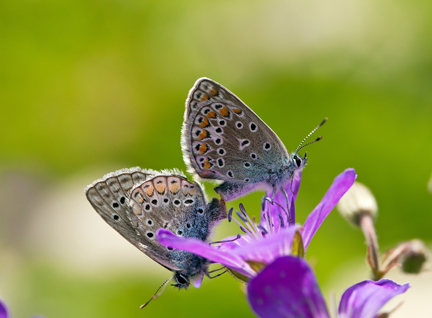 Heuhechel Bläulinge