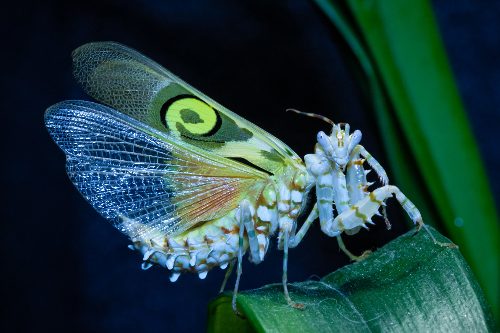 Insekten & Spinnen