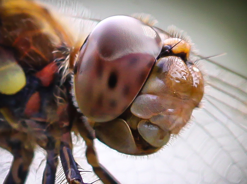 Insekten & Spinnen