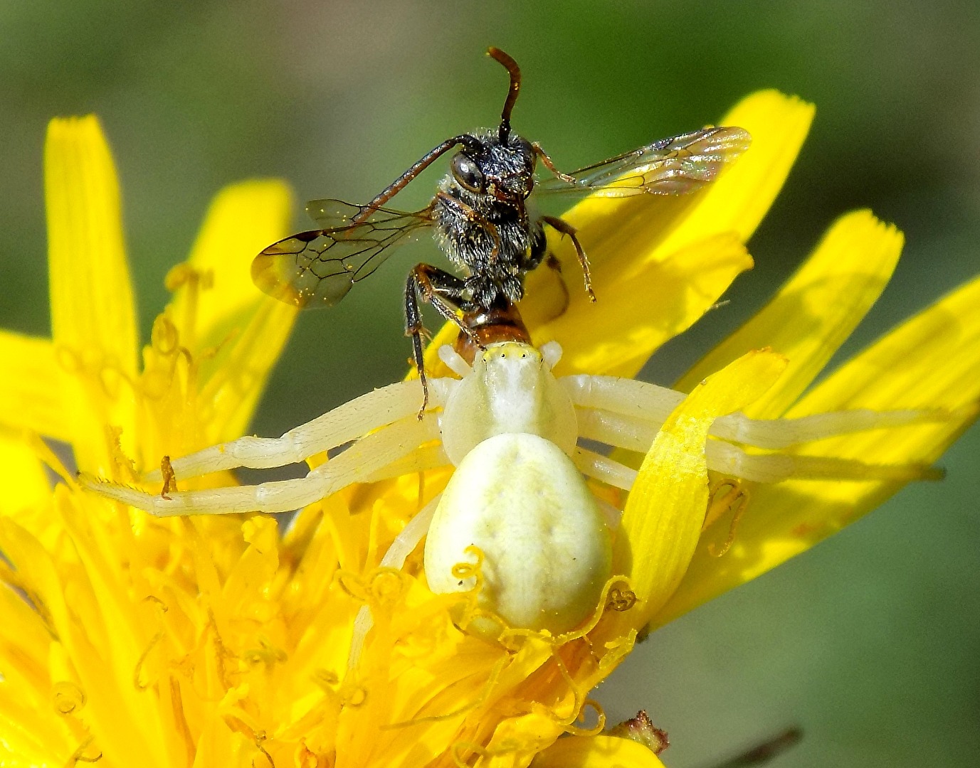 Krabbenspinne Vs Wildbiene