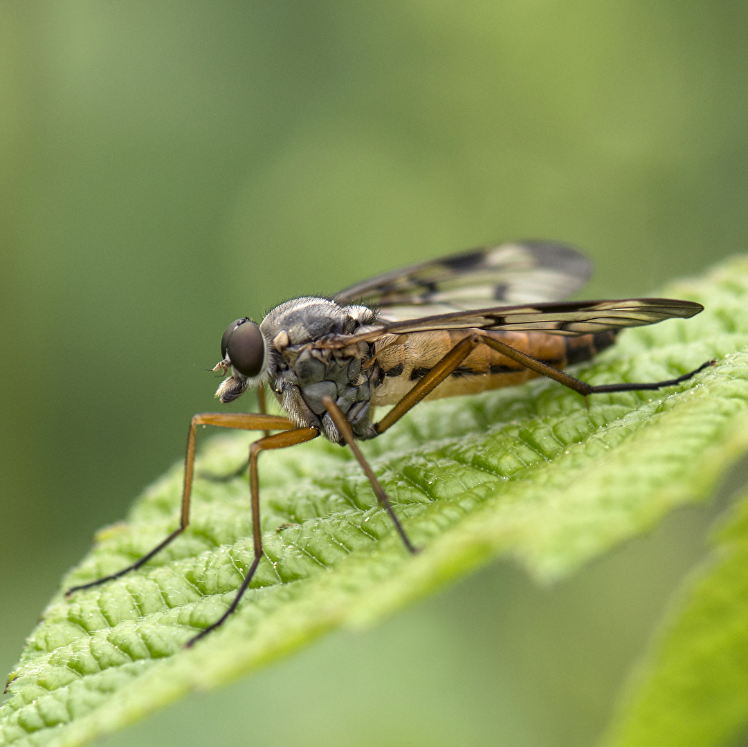 Insekten & Spinnen