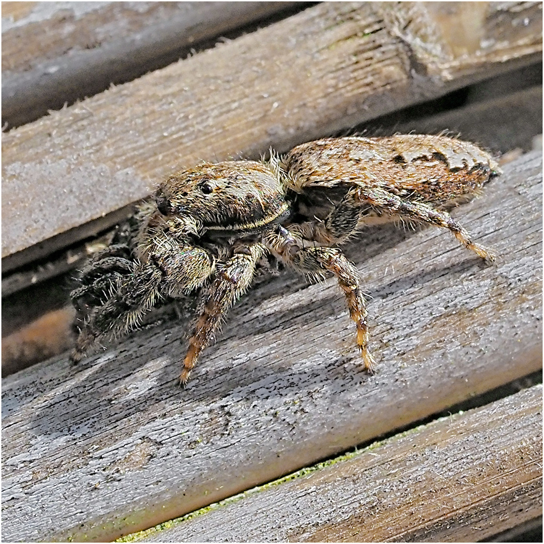 Insekten & Spinnen