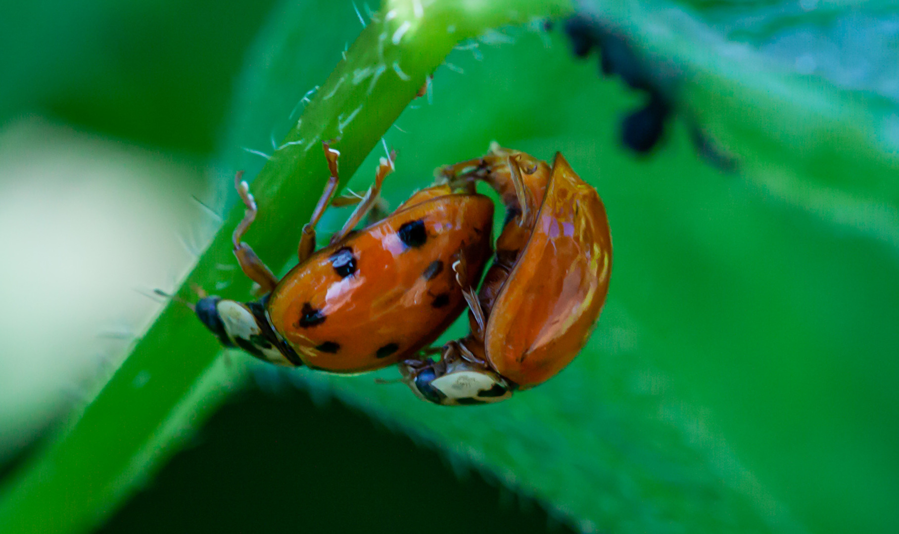 Insekten & Spinnen