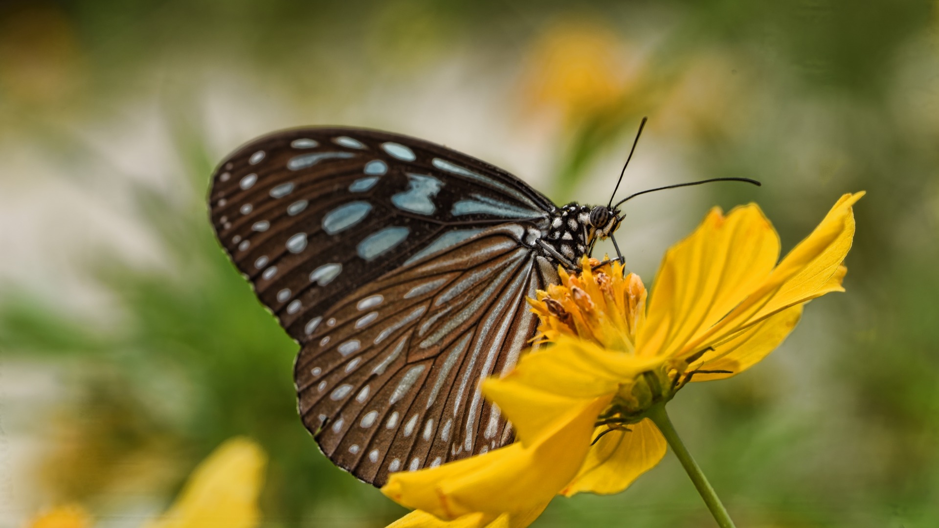 Der gute Laune Schmetterling