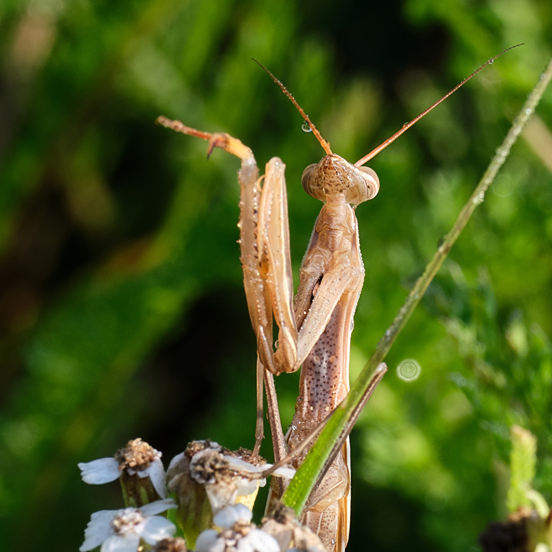 Europäische Gottesanbeterin (Mantis religiosa)