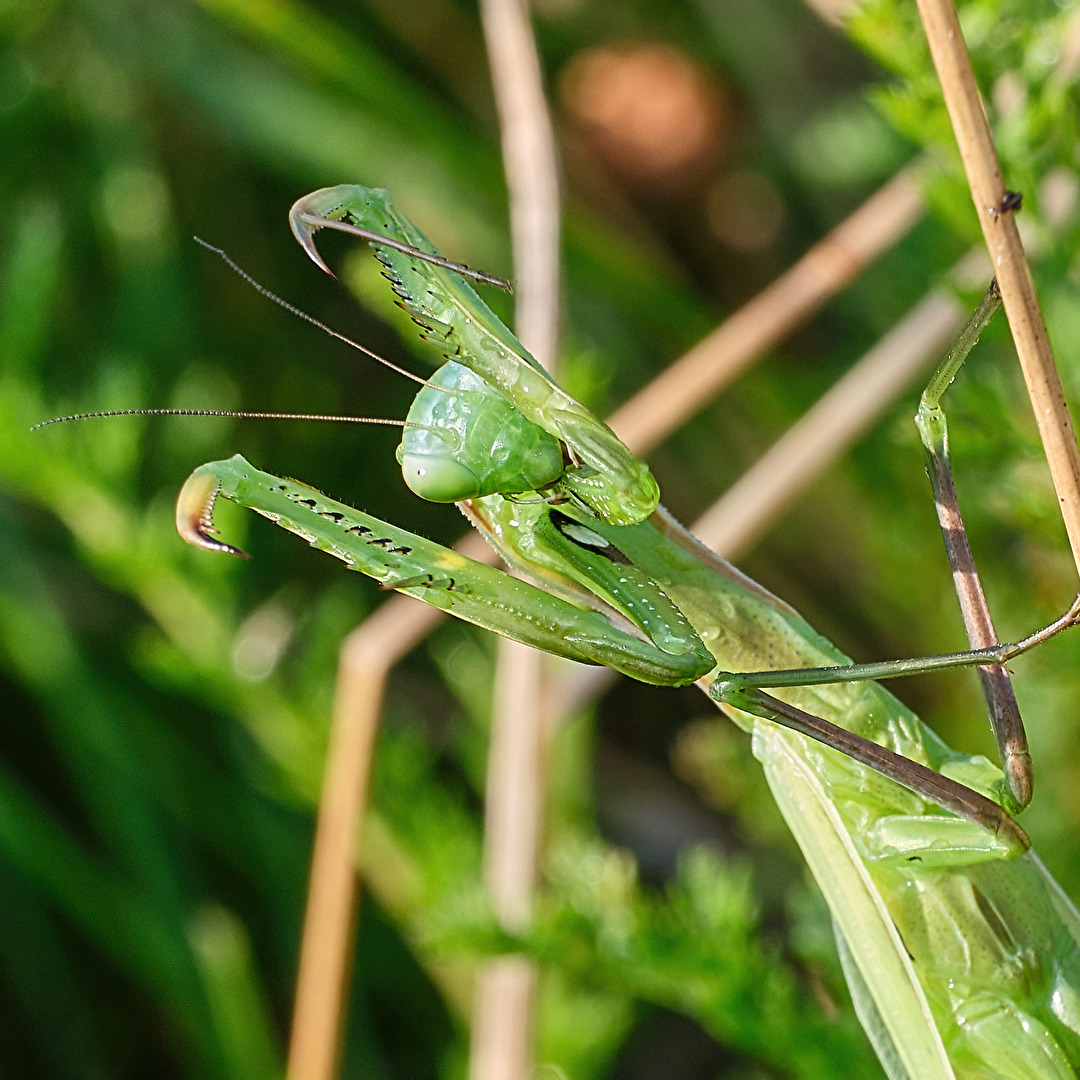 Europäische Gottesanbeterin (Mantis religiosa)