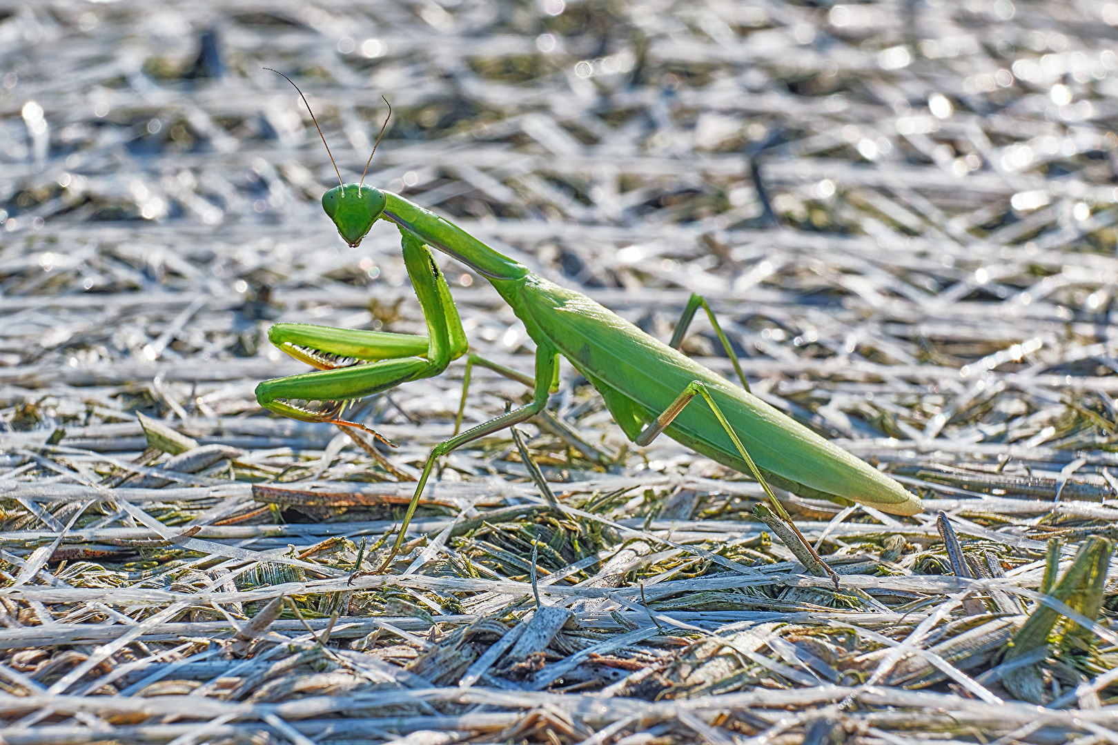 Gottesanbeterin (Mantis religiosa)