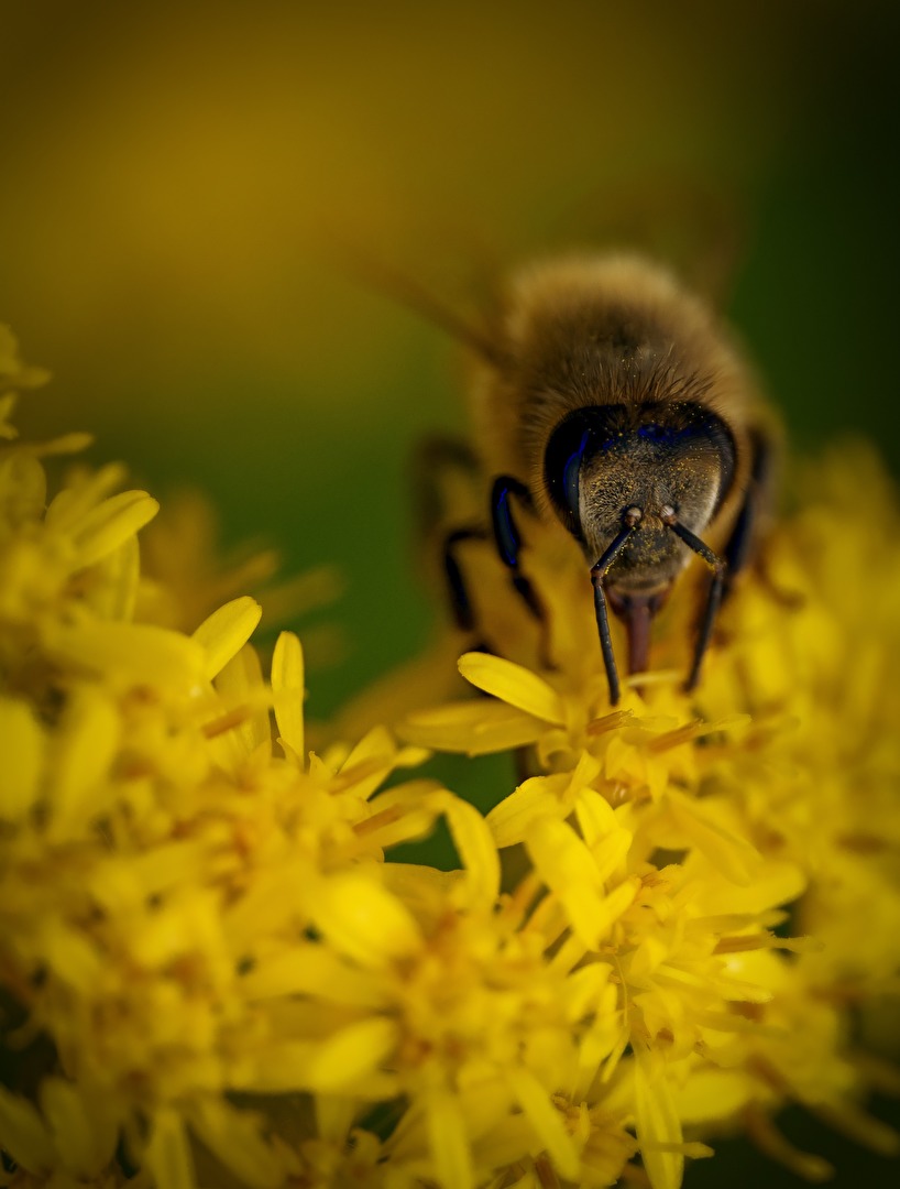 Insekten & Spinnen