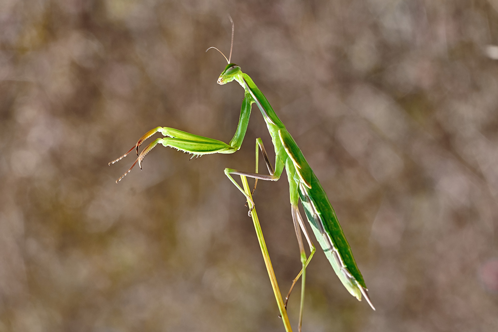 Gottesanbeterin (Mantis religiosa)