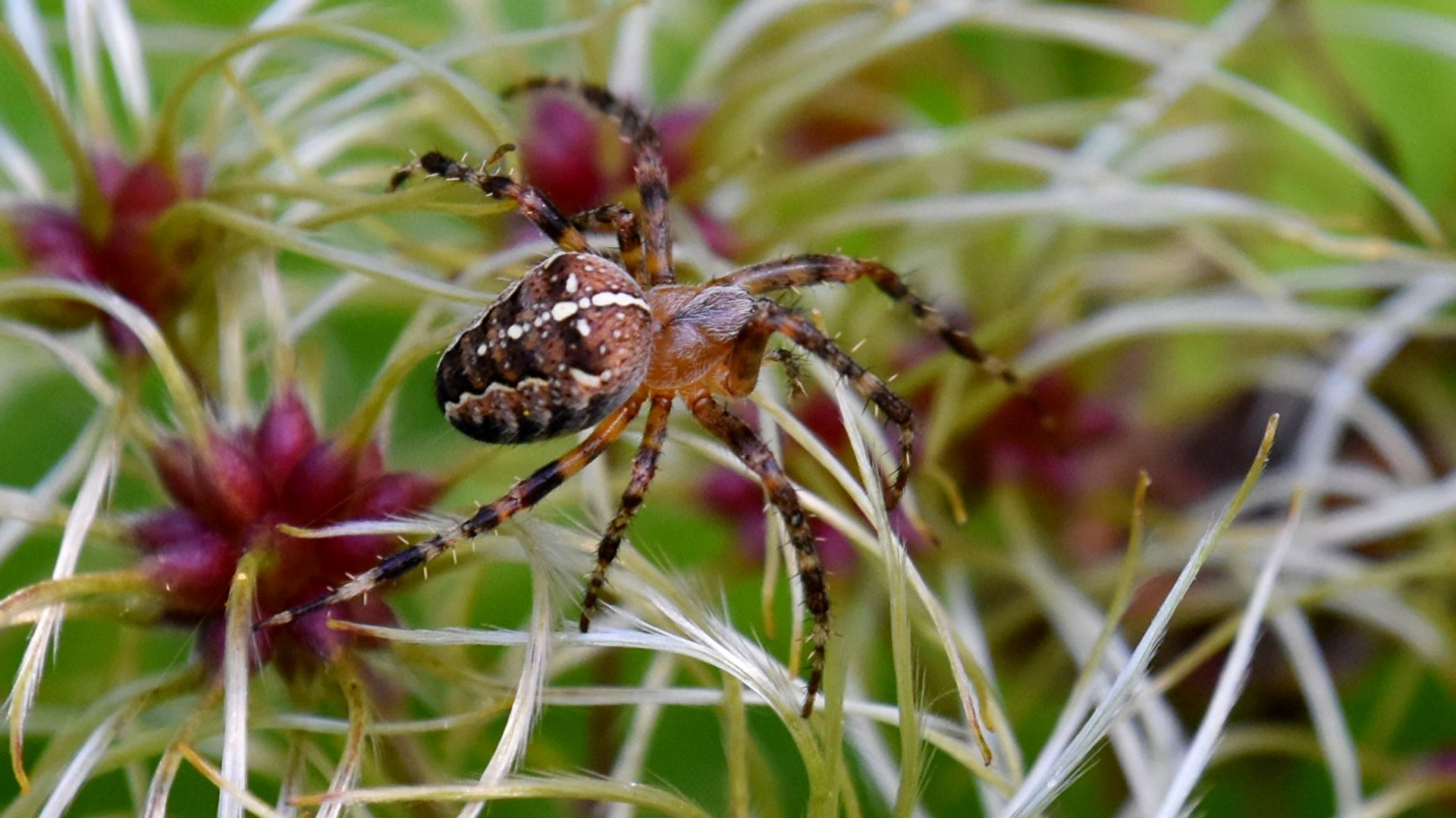 Insekten & Spinnen