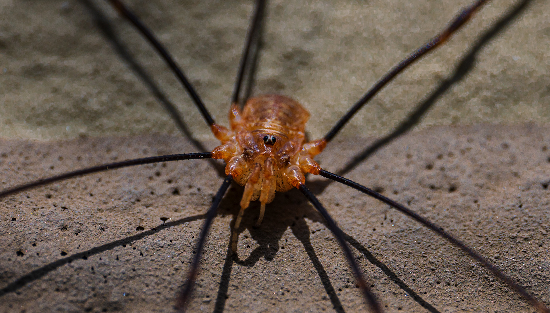 Insekten & Spinnen