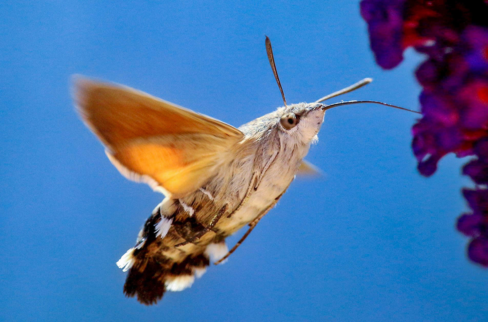 Insekten & Spinnen