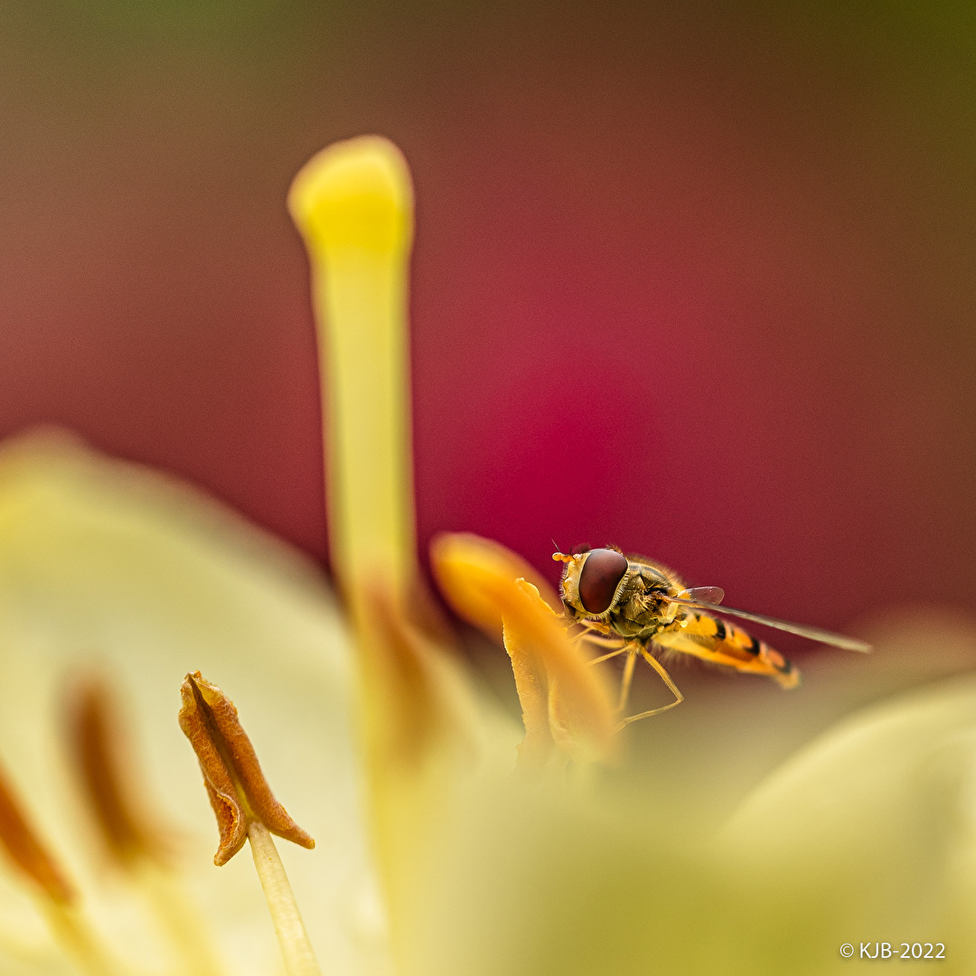 Insekten & Spinnen