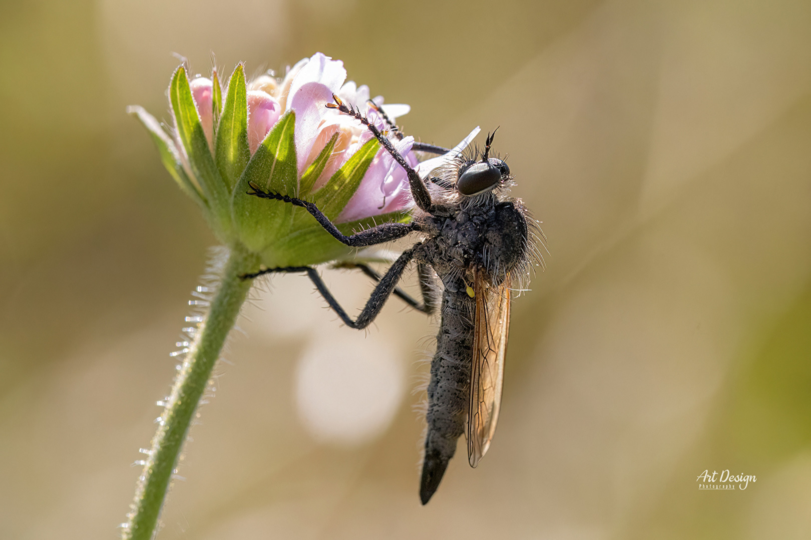 Die Gemeine Raubfliege