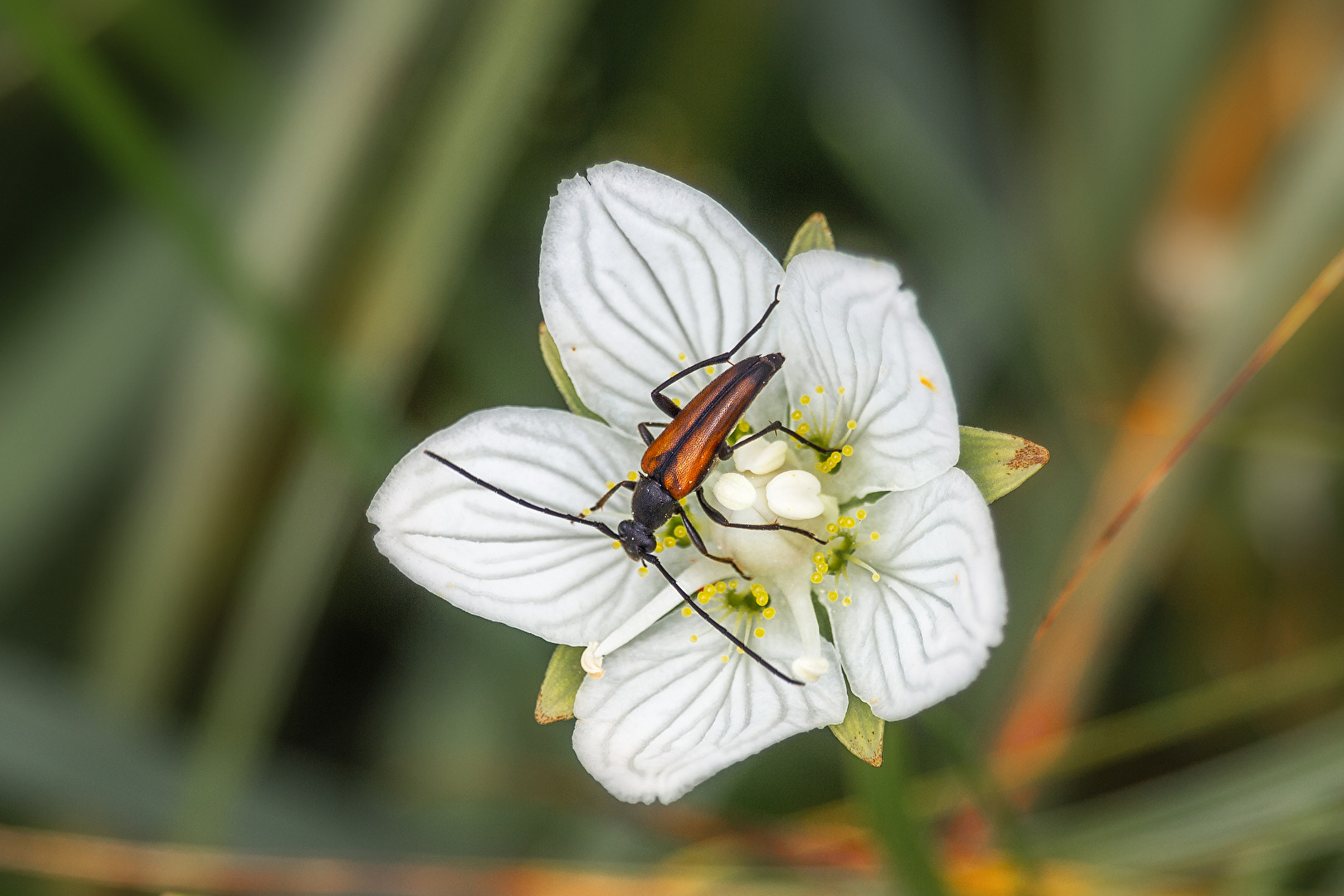 Blutroter Schnellläufer