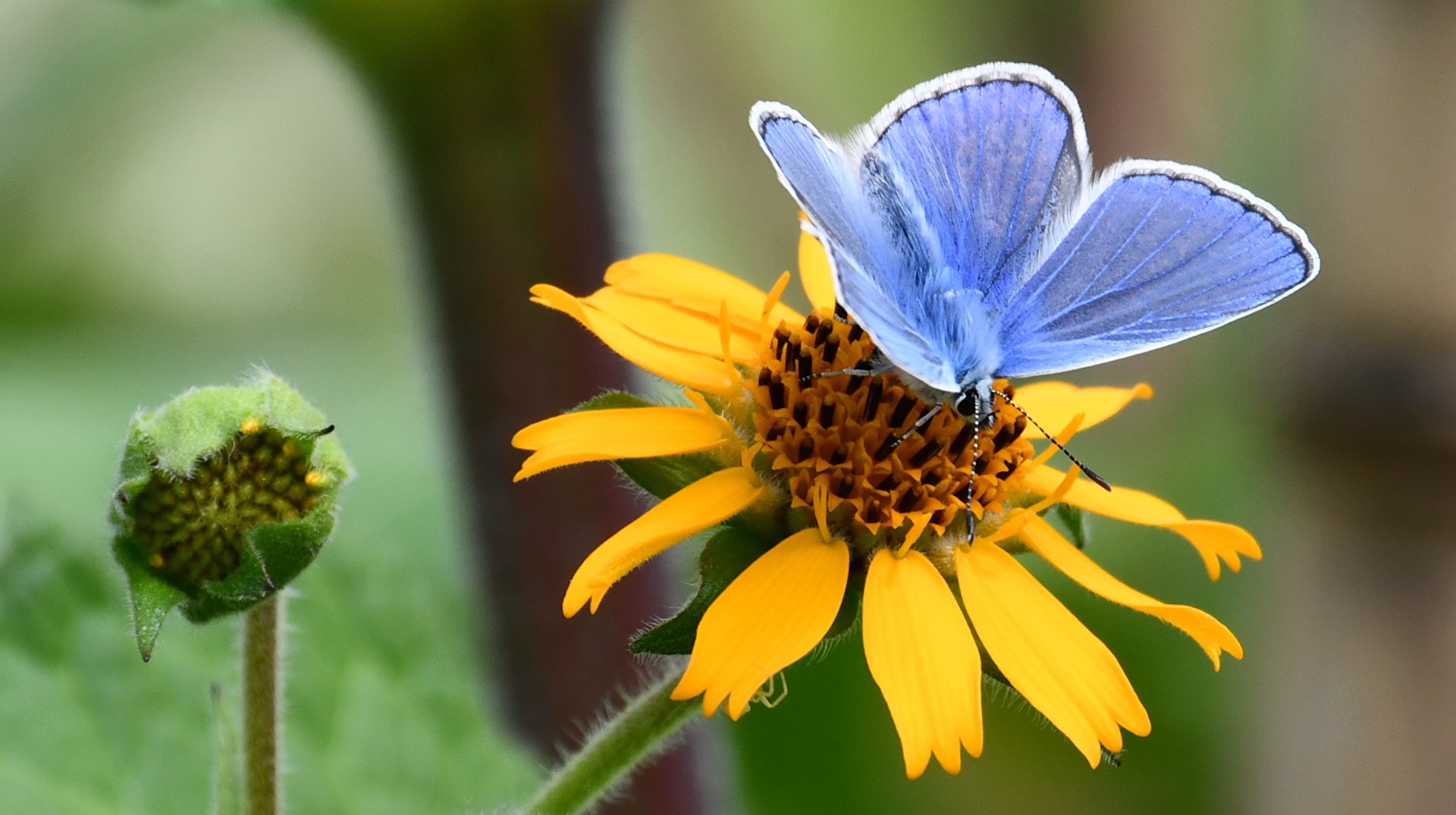 Insekten & Spinnen